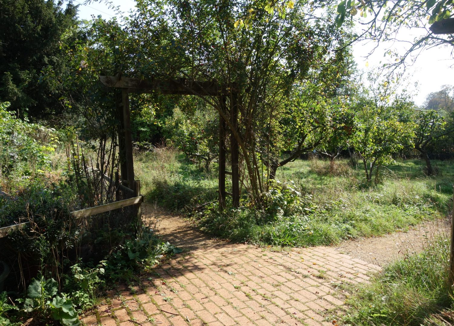 The orchard looking very wild before the meadow was cut in the autumn.